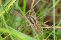 Hogna radiata