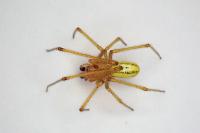 Enoplognatha latimana