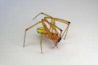 Enoplognatha latimana