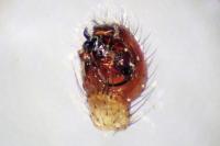 Enoplognatha latimana