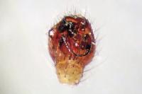 Enoplognatha latimana