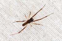 Episinus truncatus