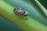 Heliophanus tribulosus
