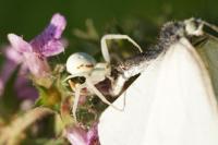 Misumena vatia