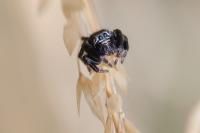 Evarcha arcuata