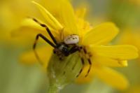 Misumena vatia
