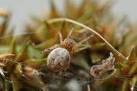 Larinioides