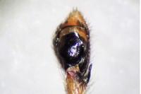 Philodromus cespitum