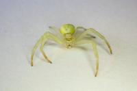 Misumena vatia