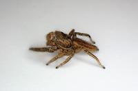 Marpissa radiata
