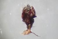 Lepthyphantes minutus