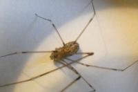 Holocnemus pluchei