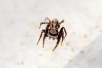Pseudeuophrys lanigera