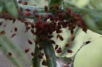 Tetranychus lintearius