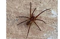 Zoropsis spinimana
