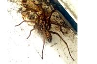 Eratigena