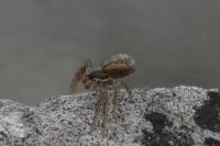 Xysticus