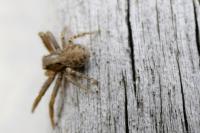 Xysticus