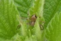 Philodromus