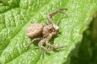 Xysticus