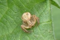 Xysticus