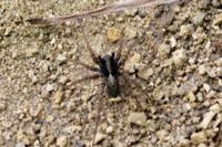 Pardosa