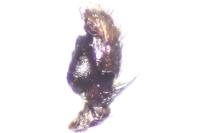 Evarcha laetabunda