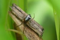 Frontinellina frutetorum