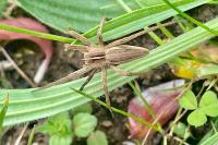 Pisaura mirabilis