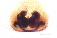 Evarcha falcata