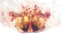 Tibellus oblongus