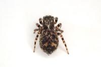 Pseudeuophrys erratica