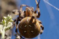 Araneus quadratus