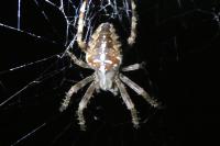 Araneus diadematus