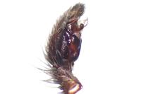 Scotophaeus scutulatus