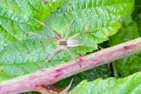 Pisaura mirabilis
