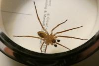Zoropsis spinimana