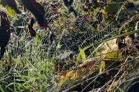 Argiope bruennichi