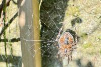 Araneus diadematus