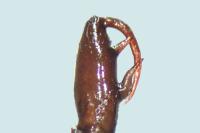 Enoplognatha mandibularis