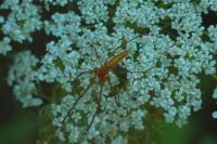 Tetragnatha