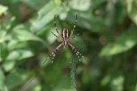 Argiope bruennichi