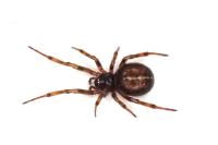 Steatoda bipunctata