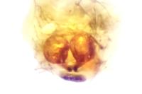 Enoplognatha testacea