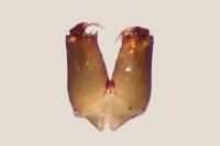 Enoplognatha testacea