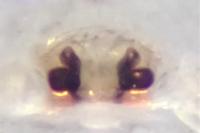 Oedothorax fuscus