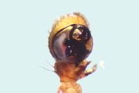 Ozyptila atomaria
