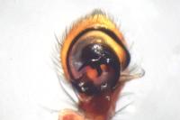 Xysticus cristatus
