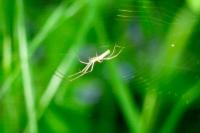 Tetragnatha