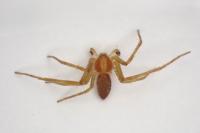 Philodromus albidus